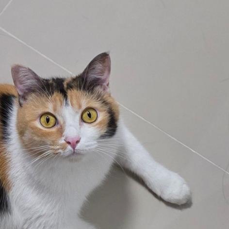 Calico Cat